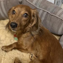 Dachshunds from Tiny Dancer Dachshunds