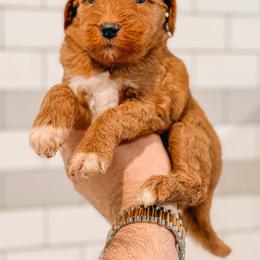 Cozy - Red  female Goldendoodle puppy in Iola, Texas from Supreme Doodles of Texas
