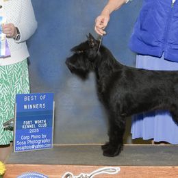 Standard Schnauzers from Genesis Standard Schnauzers