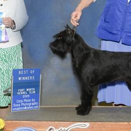 Standard Schnauzers from Genesis Standard Schnauzers