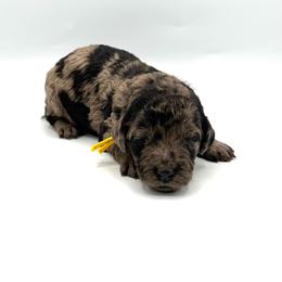 Mai Tai - Merle female Goldendoodle puppy in Mount Pleasant, Tennessee from Doodle My Heart