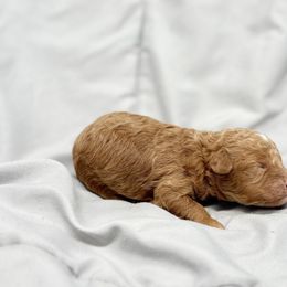 Poodle Puppies from Twindo Poodles