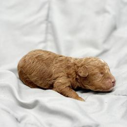 Poodle Puppies from Twindo Poodles