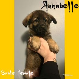 Annabelle - Sable female German Shepherd puppy in Lewisburg, Kentucky from RED’s German Shepherds