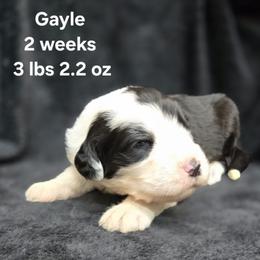 Gayle - Gray and white female Old English Sheepdog puppy in Sutherlin, Oregon from Sapphire Eyes Sheepdogs