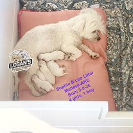 Female 4 - White female Maltese puppy in Paden, Oklahoma from Logan's Perfect Puppies