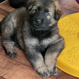 German Shepherd Puppies from Von Fleckenstein