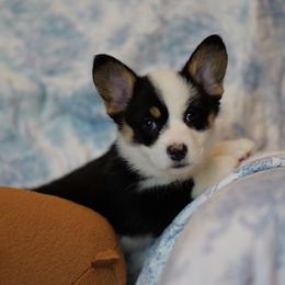 AKC Caster Jr. - Black and tan female Pembroke Welsh Corgi puppy in Vanzant, Missouri from Archer's Corgis