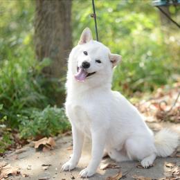 Ever - Shiba Inu