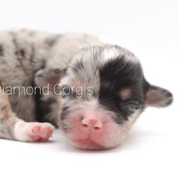 American Corgi Puppies from Diamond Corgis