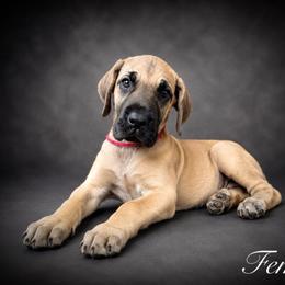 Girl 1 - Fawn female Great Dane puppy in Ocala, Florida from Oak Haven Great Danes