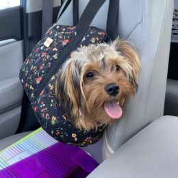 Morkie All Grown Up from Impeccable Pups