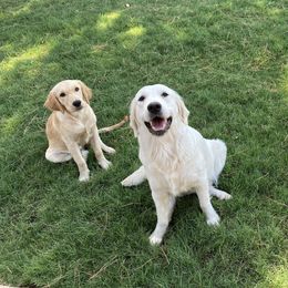 Golden Retriever Puppies from Dani’s Dawgs