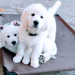 Golden Retriever Puppies from Corrie Poppe's SD English Cream Golden Retrievers