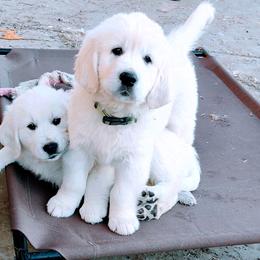 Golden Retriever Puppies from Corrie Poppe's SD English Cream Golden Retrievers