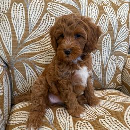 Poinsettia - Red  female Goldendoodle puppy in Jones, Michigan from KaZoo Doodles
