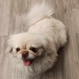 Opal - Pekingese