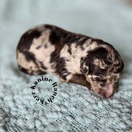 Reeses - Brown merle male Aussiedoodle puppy in Ashton, Idaho from Kerr Kanine Ranch