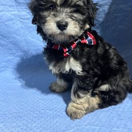 Winston - Black and tan male Havapoo puppy in Medina, Ohio from Momma's Mastiffs