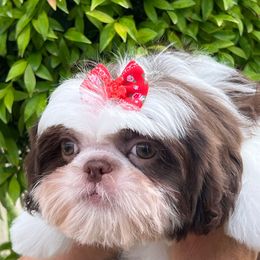 Gorgette - Liver and white female Shih Tzu puppy in Miami, Florida from Mayra’s Shih Tzus