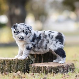 Piper - Blue merle female Miniature Australian Shepherd puppy in White Oak, Texas from Triple Lake Ranch Miniature Australian Shepherds