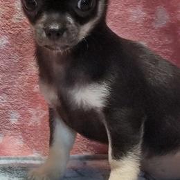 Chihuahuas from Dee Hayes