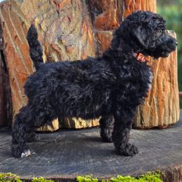 NOS - Black female Poodle puppy in Springfield, Oregon from Valaurah Farms