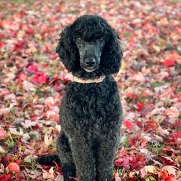 Pearl - Poodle