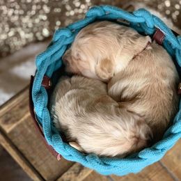 Golden Retriever Puppies from Gentry’s Pride Golden Retrievers