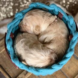 Golden Retriever Puppies from Gentry’s Pride Golden Retrievers