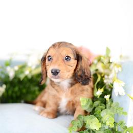 MJ - Red female Dachshund puppy in Neosho, Missouri from Tinker Toy Doxies