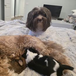 Havanese Puppies from Juniper Grove Havanese