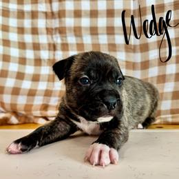 Wedge - Fawn brindle male American Pit Bull Terrier puppy in Nine Mile Falls, Washington from Bartin Kennels