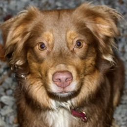 Miniature Australian Shepherds from Cartecay Mountain Aussies