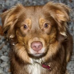 Miniature Australian Shepherds from Cartecay Mountain Aussies