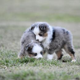 Toy Australian Shepherd Puppies from Shooting Stars Ranch Toy and Mini Aussies