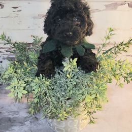 Poodle Puppies from Pacific NW Pups