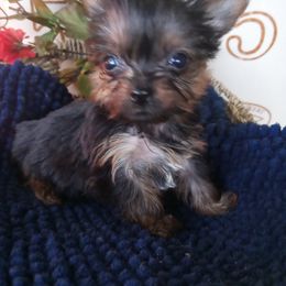 Shih Tzu and Yorkshire Terrier Puppies from Silver Bells Paw Prints