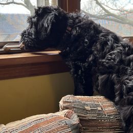 Black Russian Terriers from Gentle Beast