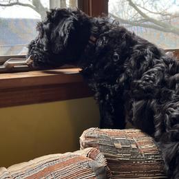 Black Russian Terriers from Gentle Beast