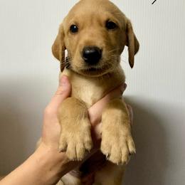 Black - Yellow male Labrador Retriever puppy in Newaygo, Michigan from Royal Oak Gundogs