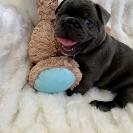 French Bulldog Puppies from Happy French Bulldogs