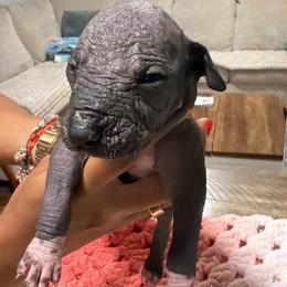 Boy 2 - Black and white male Xoloitzcuintli puppy in Lakeview, California from Xchaman Xoloitzcuintli