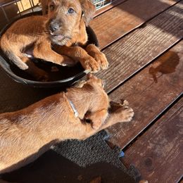 Irish Terrier Puppies from Kimerik Irish Terriers