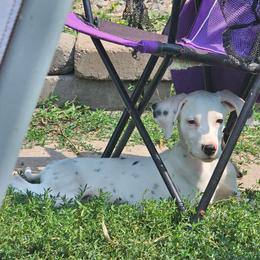 Green - White and black male Dalmatian puppy in Pine City, Minnesota from Rock Creek Dalmatians