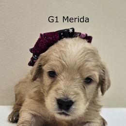 Girl 1 - Cream female Goldendoodle puppy in Milford, Michigan from Servant Kennel