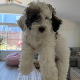 Puppy 1 - Parti male Poodle puppy in Grass Valley, California from Cuddle Paws Poodles