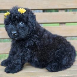 AKC Chloe - Black female Bouvier des Flandres puppy in Marionville, Missouri from Sandbox Puppies