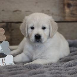 Golden Retriever Puppies from Dandelion Meadows Farm