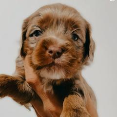 Australian Labradoodles and Bernedoodles from Honeybee Lane Doodles